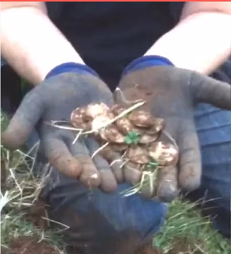 Các đồng xu được gửi đến Bảo tàng Ulster để nhóm chuyên gia nhận dạng và định giá. Chúng có niên đại từ những năm 1500 và chứa nhiều loại đồng xu cổ khác nhau, trong đó có những đồng xu vô cùng hiếm có giá trị lớn.