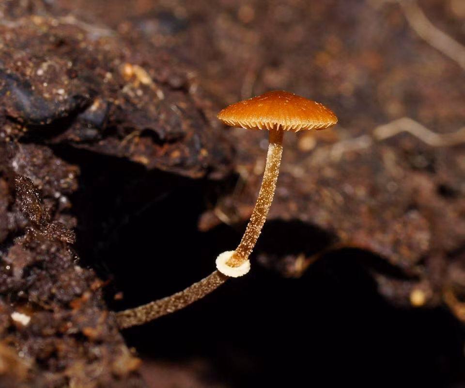 2. Nấm Conocybe Filaris: Chứa độc tố amatoxin đặc biệt nguy hiểm, gây tổn thương gan nghiêm trọng và không thể chữa trị. Thường mọc trên các bãi cỏ và có nguồn gốc ở khu vực Thái Bình Dương, phía Tây Bắc nước Mỹ.