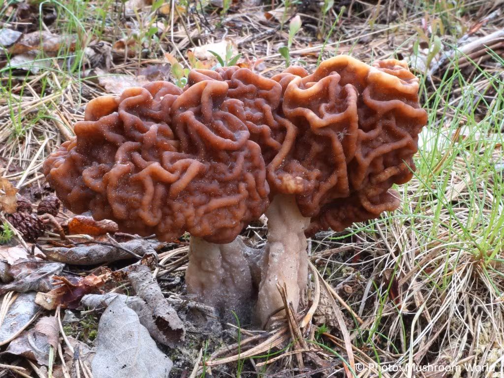 5. Nấm False Morel (Gyromitra esculenta): Hình dáng giống não người. Có thể gây tử vong nếu ăn sống, nhưng nếu được nấu chín đúng cách sẽ có hương vị tuyệt vời.