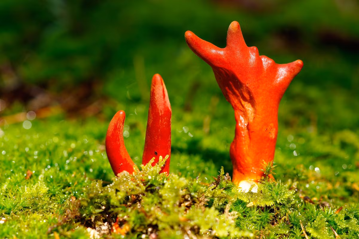 1. Nấm Podostroma Cornu-damae: Là một trong những loại nấm độc nguy hiểm nhất hành tinh, Podostroma Cornu-damae có hình dáng giống bàn tay người và chứa độc tố trichothecene mycotoxin. Chúng gây tổn thương gan, thận, não, làm suy giảm tế bào máu, và có thể dẫn đến tử vong sau vài ngày.