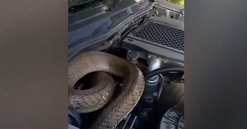 Trước đó, một phụ nữ tại Chiang Mai, Thái Lan đã phát hiện con một con rắn hổ mang dài 4 mét khi kiểm tra chiếc xe Toyota của mình trước khi bắt đầu hành trình. Con rắn cuộn tròn bên trong khoang động cơ trong khi các tình nguyện viên nỗ lực đưa nó ra ngoài.