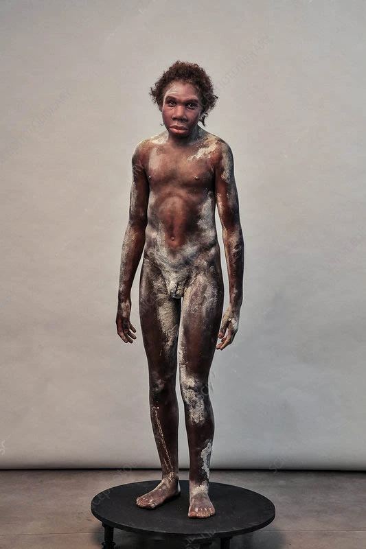 Homo erectus có tên "người đứng thẳng", vì là loài người đầu tiên đứng hoàn toàn thẳng trên Trái Đất.