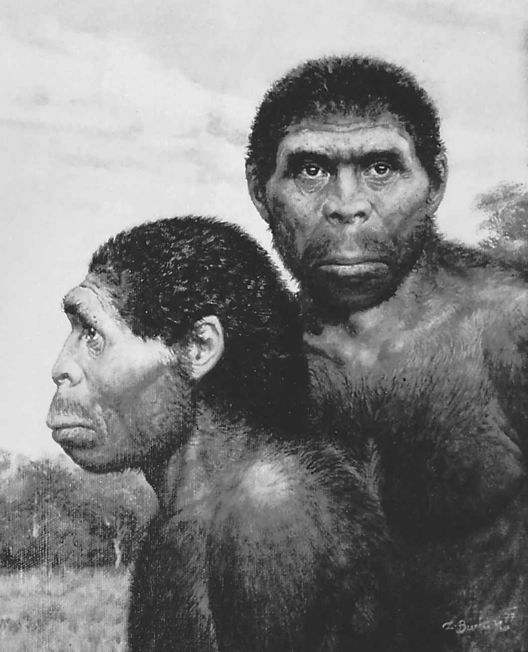 Homo erectus có kích thước cơ thể tương đồng như người hiện đại với chiều cao từ 150cm đến 180cm và cân nặng trung bình là 68kg.
