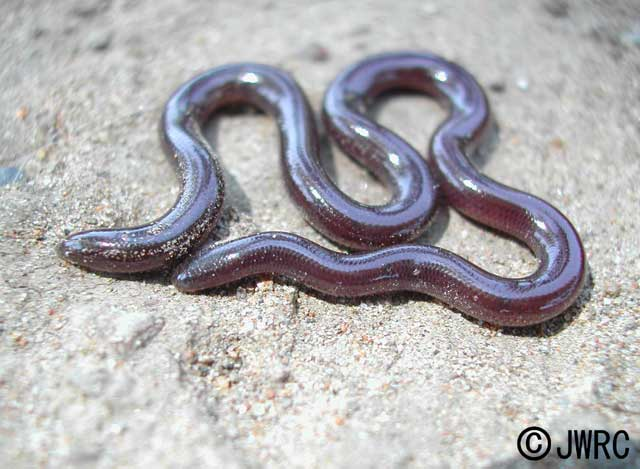 Đặc điểm nổi bật của loài rắn này là kích thước nhỏ, chiều dài trung bình chỉ khoảng 20 cm, thậm chí còn nhỏ hơn một con giun đất lớn.