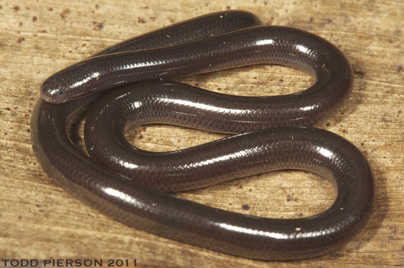 Do tập tính sống trong đất như giun nên mắt rắn giun thoái hóa, chỉ còn một cặp chấm nhỏ hầu như không có tác dụng thị lực. Mõm rắn tương đối hẹp, chiếm khoảng 20 - 33 % chiều rộng của đầu.