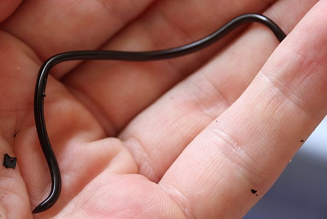 Trong sách đỏ IUCN, rắn giun được xếp vào diện "Ít quan tâm" do có vùng phân bố rộng. Dù vậy, số lượng của chúng đang suy giảm ở nhiều nơi do quá trình đô thị hóa và ô nhiễm môi trường.