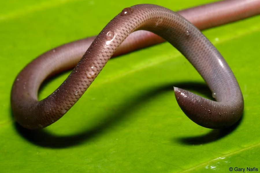 Nhiều người đã có những trải nghiệm gặp rắn giun trong nhà nhưng không hề bị tấn công hay gặp nguy hiểm nào.