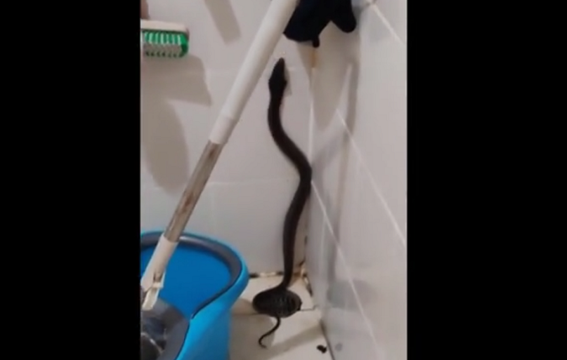 Lực lượng cứu hộ đã được gọi đến để bắt và thả con " quái thú" vào rừng. Người dân không rõ con rắn hổ mang này vào nhà bằng cách nào vì nắp cống thoát nước bị đóng kín.