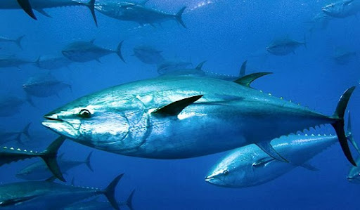 5. Cá ngừ vây xanh Đại Tây Dương – Atlantic Bluefin Tuna: Cá ngừ vây xanh Đại Tây Dương (Thunnus thunnus) là loài cá lớn nhất và hung dữ nhất, có thể nặng gần 1.500 pound. Chúng thường bị câu bằng mồi nhấp và được ưa chuộng trong các món sushi, sashimi.