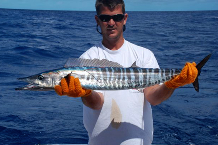 2. Cá thu hũ – Wahoo: Cá thu hũ (Acanthocybium solandri) là loài cá bơi nhanh nhất, thường đạt kích thước 6 feet và nặng trên 150 pound. Câu cá thu hũ bằng mồi nhấp hoặc câu fly là phổ biến. Thịt cá thu hũ cũng rất được ưa chuộng.