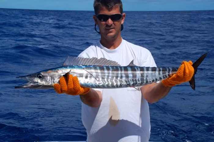 2. Cá thu hũ – Wahoo: Cá thu hũ (Acanthocybium solandri) là loài cá bơi nhanh nhất, thường đạt kích thước 6 feet và nặng trên 150 pound. Câu cá thu hũ bằng mồi nhấp hoặc câu fly là phổ biến. Thịt cá thu hũ cũng rất được ưa chuộng.