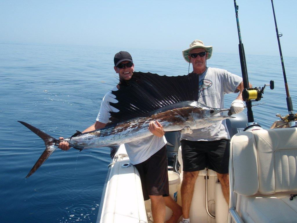 4. Cá cờ lá Đại Tây Dương – Atlantic Sailfish: Cá cờ lá Đại Tây Dương (Istiophorus albicans) nổi tiếng với tốc độ và những cú nhảy ngoạn mục. Chúng thường được thả sau khi câu vì không nổi tiếng về mặt thực phẩm.