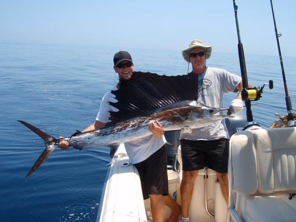 4. Cá cờ lá Đại Tây Dương – Atlantic Sailfish: Cá cờ lá Đại Tây Dương (Istiophorus albicans) nổi tiếng với tốc độ và những cú nhảy ngoạn mục. Chúng thường được thả sau khi câu vì không nổi tiếng về mặt thực phẩm.
