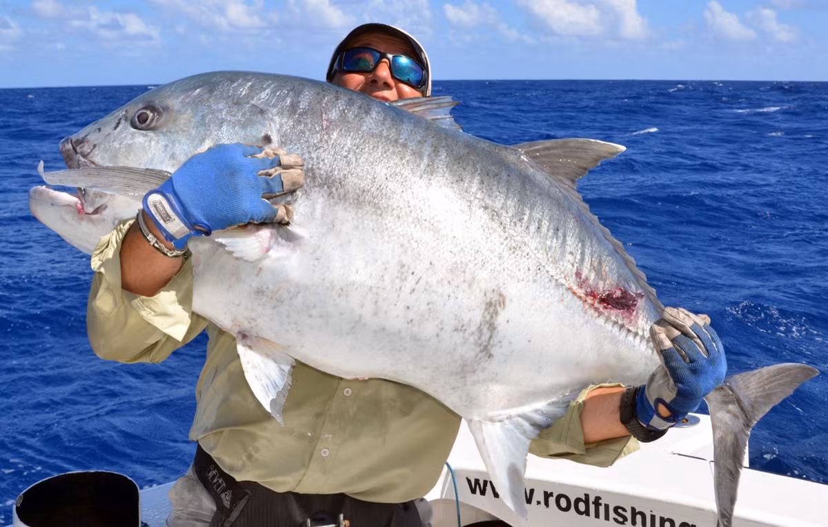 8. Cá khế – Giant Trevally: Cá khế (Caranx ignobilis) là loài cá lớn nhất trong họ cá khế và là mục tiêu của các tay câu tìm kiếm cuộc chiến ác liệt. Chúng có thể nặng tới 200 pound và thường được câu ở vùng nước sâu bằng mồi giả bề mặt.