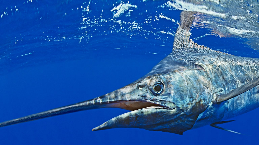 3. Cá cờ xanh – Blue Marlin: Cá cờ xanh (Makaira nigricans) được coi là loài cá thể thao lớn nhất, có thể dài hơn 14 feet và nặng tới 1.900 pound. Chúng thường ăn mồi giả hoặc mồi sống và nổi tiếng là món đặc sản.