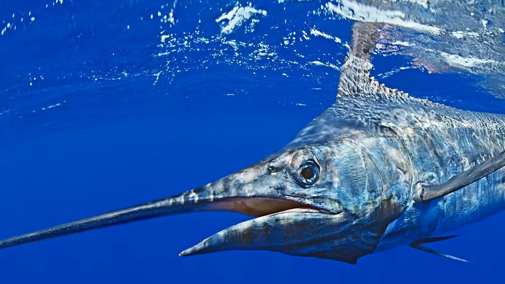 3. Cá cờ xanh – Blue Marlin: Cá cờ xanh (Makaira nigricans) được coi là loài cá thể thao lớn nhất, có thể dài hơn 14 feet và nặng tới 1.900 pound. Chúng thường ăn mồi giả hoặc mồi sống và nổi tiếng là món đặc sản.