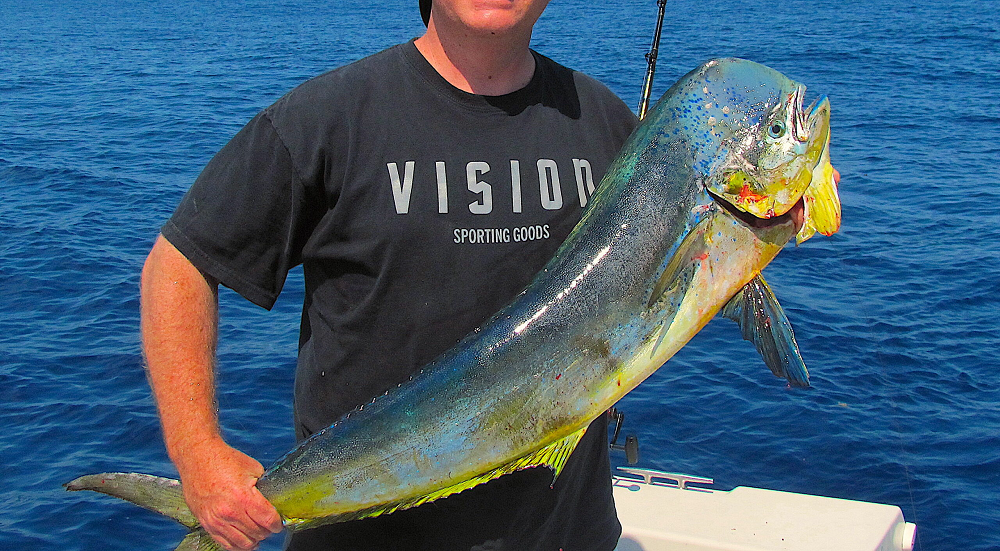 1. Cá nục heo – Dolphinfish (Mahi Mahi): Là một trong những loài cá sống ở ngoài khơi được cần thủ nhắm tới nhiều nhất, cá nục heo (Coryphaena hippurus) nổi tiếng với tốc độ tăng trưởng nhanh và thường tụ tập dưới các vật trôi nổi trong nước. Chúng không kén chọn mồi và thường nhảy cao khi bị câu. Thịt cá nục heo rất ngon và được chế biến thành nhiều món.