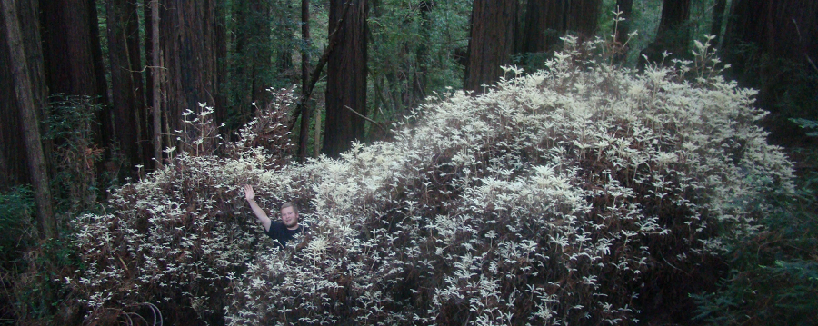 Moore cho rằng cây gỗ hồng bạch tạng có vai trò như kho lưu trữ chất độc để đổi lấy đường cần thiết để sống sót, một hình thức cộng sinh với các cây khác.