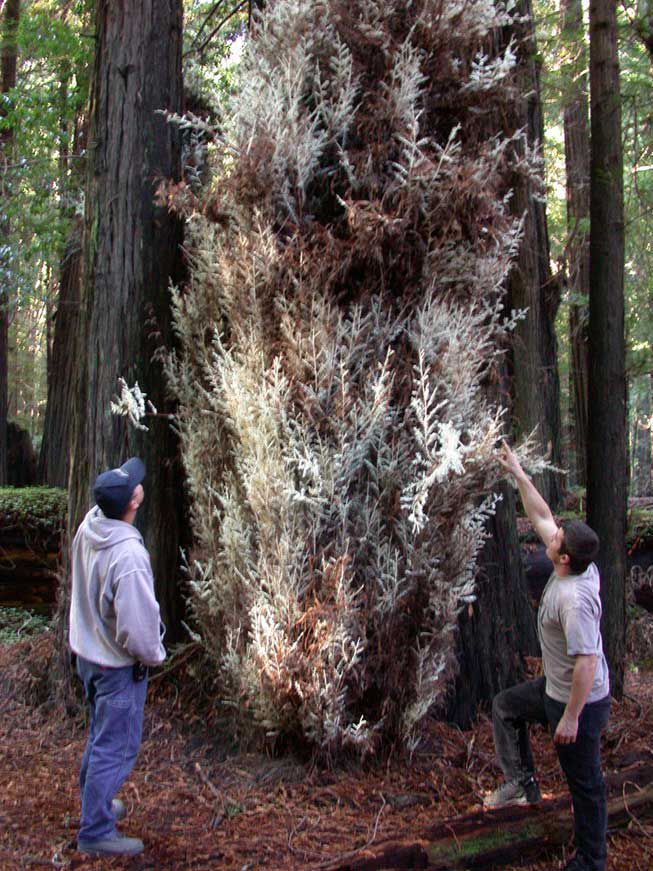 Cây này thiếu diệp lục tố, chất cần thiết để quang hợp từ ánh sáng Mặt Trời, nhưng vẫn sống sót nhờ cơ chế đặc biệt.