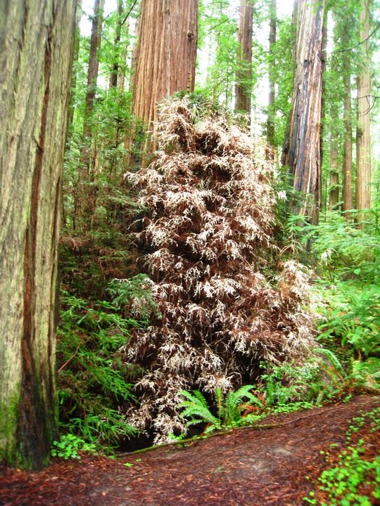 Nhà sinh vật học Zane Moore từ Đại học California, Davis, đã nghiên cứu cây này và phát hiện ra rằng nó sống nhờ hệ thống rễ liên kết với các cây khỏe mạnh khác, từ đó hút chất dinh dưỡng.