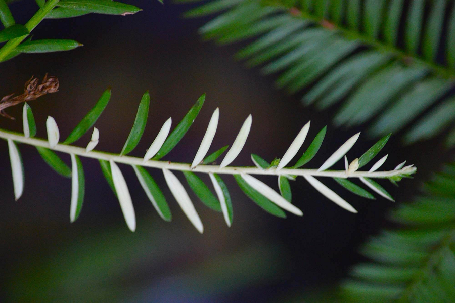 Số lượng loài cây này trên toàn thế giới hiện nay chỉ có 406 cây.