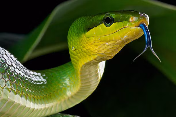 Rắn lục chúa có lưỡi màu xanh lam đặc trưng.