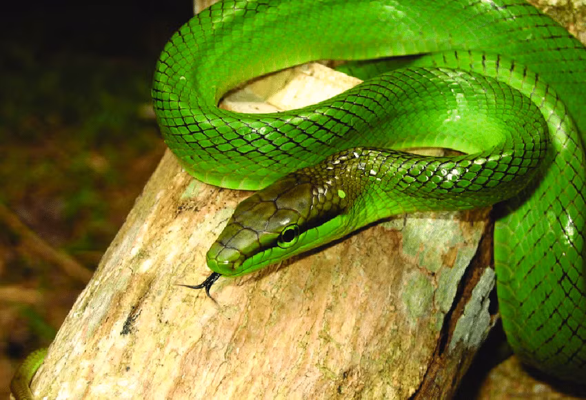 Tại Việt Nam có một loài rắn có vẻ bề ngoài đáng sợ và giống rắn độc nhưng thực chất vô hại, đó là rắn lục chúa (Gonyosoma oxycephalum), còn gọi là thanh xà đuôi đỏ hay rắn chuột xanh.