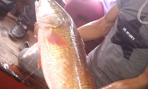 Tra gia ca nua ti, ca su vang bong bi ban 15 trieu