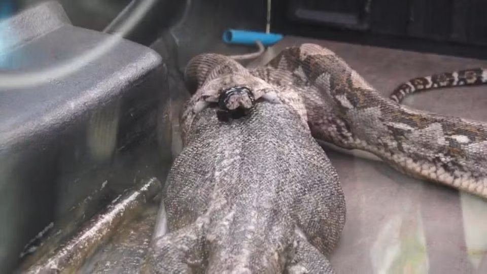 Tran khong lo “say xe”, oe ra con vat to khong ngo-Hinh-3