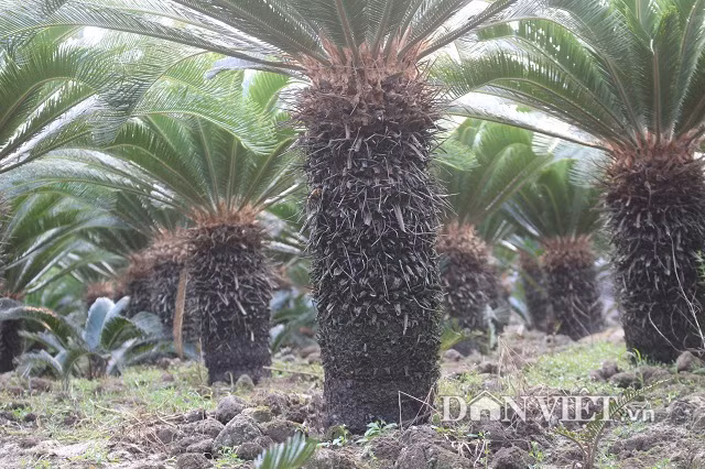 Trong 700 cay van tue, goa phu dem la thu tien-Hinh-3