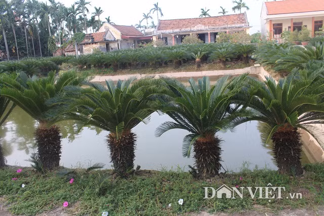 Trong 700 cay van tue, goa phu dem la thu tien-Hinh-7