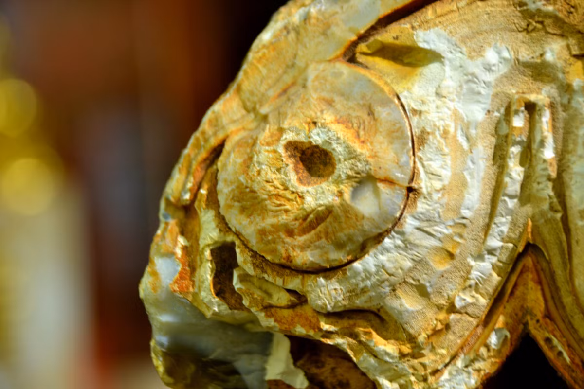 ... hay ánh mắt biểu lộ nỗi kinh hoàng...