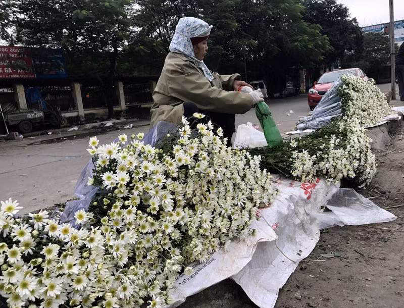 Bà Lan - một người trồng cúc họa mi ở Nhật Tân, cho biết, cúc họa mi đang cực kỳ hút khách nên giá cũng được hơn những năm trước rất nhiều.