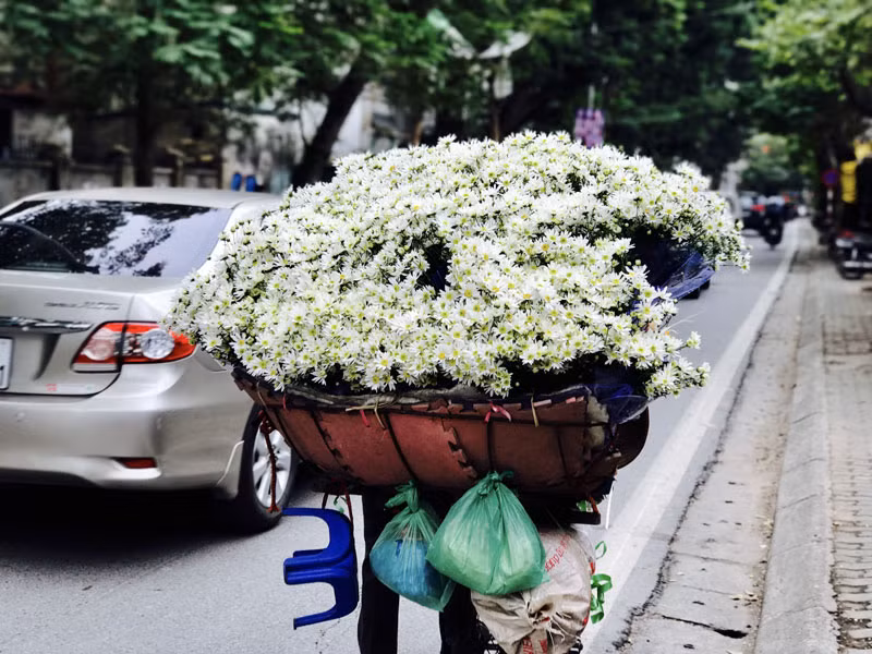 Trên các con phố, người qua đường sẽ không khó để bắt gặp những chiếc xe đạp chở đầy những bó cúc họa mi trắng