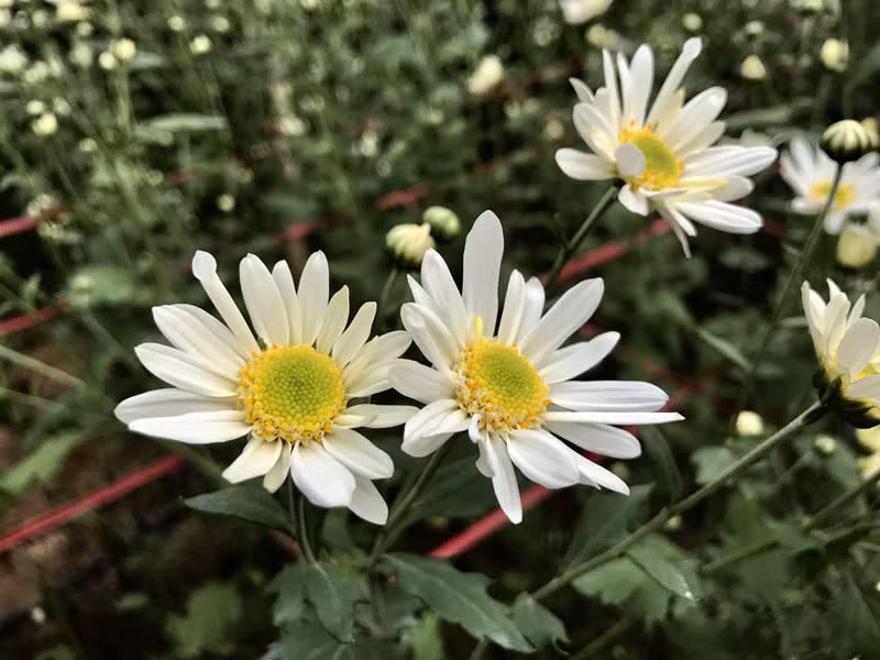 Cúc họa mi chỉ nở trong vòng nửa tháng, thế nhưng, do hộ trồng sớm, hộ lại trồng muộn nên người dân sẽ có cơ hội chơi cúc họa mi trong vòng một tháng