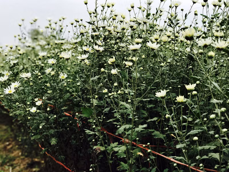 Cô Vân - một người trồng hoa ở Nhật Tân, cho biết, cúc họa mi trồng 6 tháng mới được cắt bán. Hoa được trồng theo hai phương pháp: xen canh dưới các gốc đào để tận dụng khoảng đất trống khi đào chưa vào nụ và trồng luống riêng.