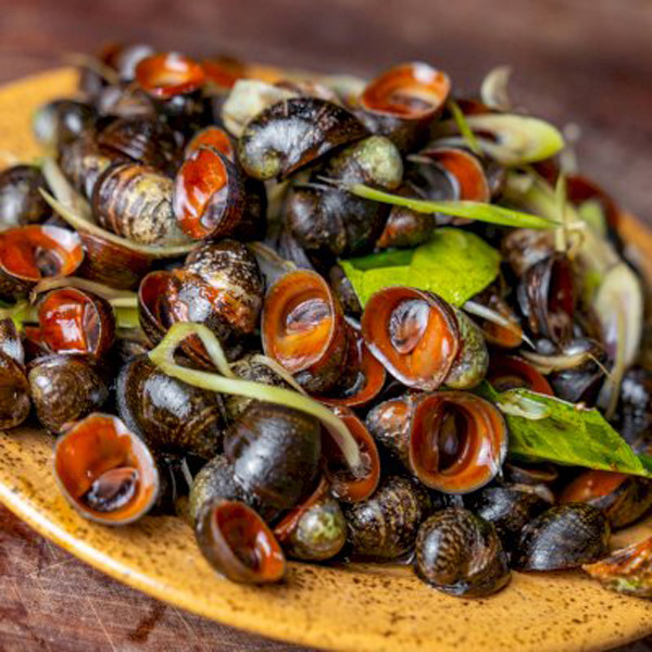 Chưa kể, ốc chứa nhiều loại ký sinh trùng gây bệnh cho con người. Nếu không loại bỏ, ký sinh trùng có trong ốc đi vào những cơ quan như phổi, mật, ruột, gan, não, thận...gây ảnh hưởng nghiêm trọng đến sức khỏe người dùng.