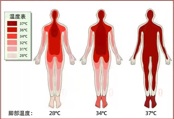 Khi thời tiết lạnh, mạch co lại, máu sẽ ưu tiên làm nóng các cơ quan quan trọng. Bàn chân là nơi xa tim nhất, đường đi của máu dài nhất khiến việc cung cấp nhiệt lượng sẽ kém hơn.