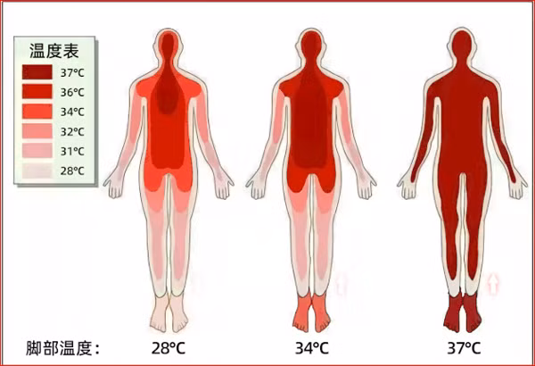 Khi thời tiết lạnh, mạch co lại, máu sẽ ưu tiên làm nóng các cơ quan quan trọng. Bàn chân là nơi xa tim nhất, đường đi của máu dài nhất khiến việc cung cấp nhiệt lượng sẽ kém hơn.