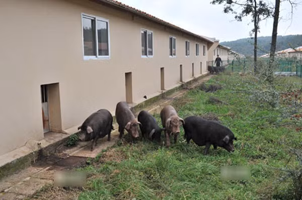 Nguyên liệu chính để làm thịt lợn hun khói Kim Hoa là thịt của giống lợn địa phương “liangtouwu” có phần lông ở đầu, mông màu đen. Giống lợn này có đặc điểm da mỏng, xương mềm, tỷ lệ thịt và chất béo hoàn hảo.