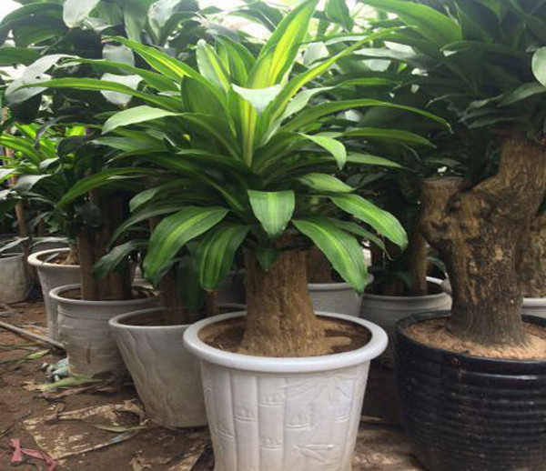 Không chỉ có ý nghĩa phong thủy, thiết mộc lan còn rất tốt cho sức khỏe con người. Nghiên cứu chỉ ra, thiết mộc lan có khả năng hấp thụ khí độc CO, toluen trong không khí.