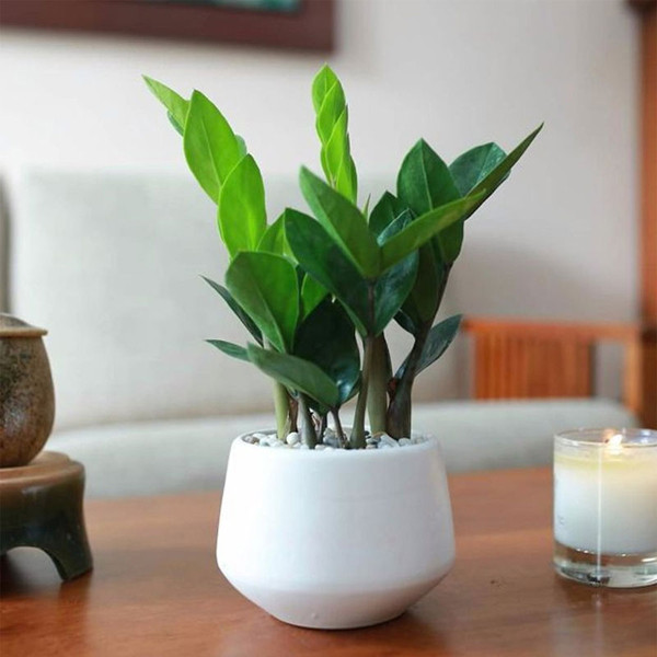 Cây kim tiền. Cây kim tiền là loại cây thuộc loại thân lá, lá mọc thành chùm và xanh tươi quanh năm. Lá cây có dáng giống đồng tiền cổ nên được gọi là cây kim tiền, mang ý nghĩa hút của cải, thịnh vượng cho gia chủ.