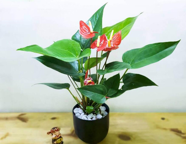 Hồng môn không ưa sáng, có thể trồng trong những chậu gốm nhỏ để tạo không gian xanh cho bàn làm việc, nhà ở. Đáng lưu ý, hồng môn được cho là có khả năng hút tia điện tử từ máy tính và điện thoại, rất có lợi cho sức khỏe con người.