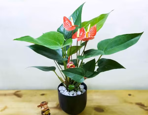 Hồng môn không ưa sáng, có thể trồng trong những chậu gốm nhỏ để tạo không gian xanh cho bàn làm việc, nhà ở. Đáng lưu ý, hồng môn được cho là có khả năng hút tia điện tử từ máy tính và điện thoại, rất có lợi cho sức khỏe con người.