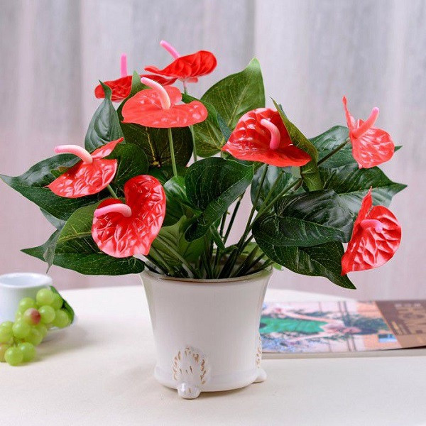 Hồng môn. Hồng môn rất phổ biến ở các cửa hàng hoa Tết. Loại hoa này có màu đỏ đậm kết hợp vàng óng ở giữa, mang tới nhiều điều may mắn cho người trồng.