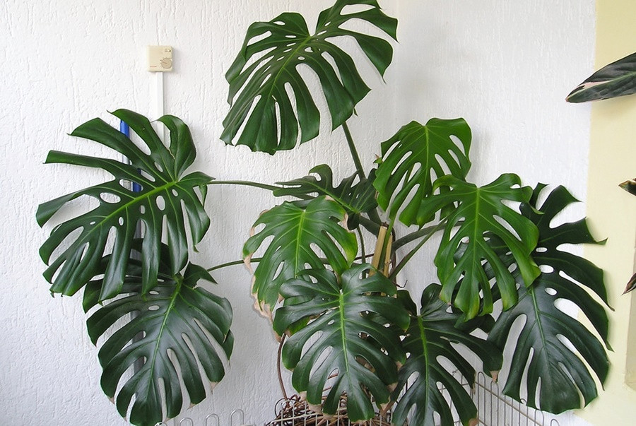 Các nhà khoa học khuyến nghị phòng 10m2 thì nên có 1-2 cây trầu bà bởi chúng có thể hút được benzene, bức xạ của các thiết bị điện tử như máy tính, điện thoại...