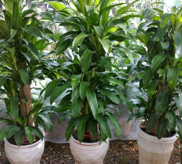 Thiết mộc lan. Thiết mộc lan có thân thẳng gọn, lá xanh bóng bắt mắt, thích hợp trồng ở không gian trong nhà. Loài cây này rất được yêu thích bởi cây mang ý nghĩa tốt lành dịp năm mới cho gia chủ. (Ảnh minh họa)