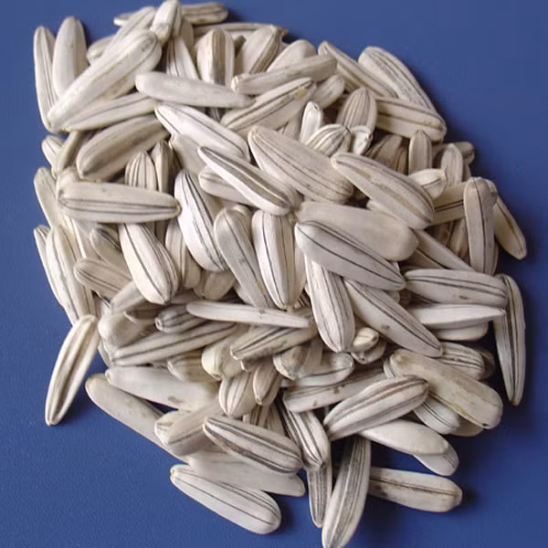 Bên cạnh hướng dương tẩm ướp gia vị, hướng dương tẩy trắng cũng không nên ăn nhiều. Bình thường, vỏ hướng dương có màu đen bóng kết hợp sọc trắng. Để loại bỏ lớp màu này, người ta phải nhờ đến chất tẩy màu. Sẽ rất nguy hại nếu chất tẩy chứa thành phần không được phép sử dụng cho thực phẩm.