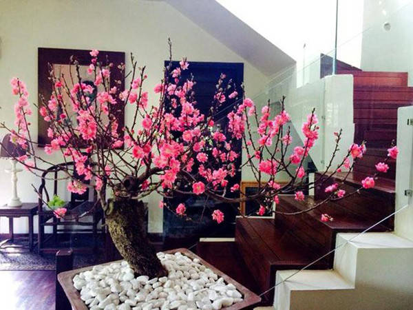 Cần lưu ý, không nên đặt quá nhiều cây xanh trong phòng ngủ, tốt nhất không quá hai chậu. Đồng thời, không nên đặt những loại cây có gai nhọn như xương rồng, hoa hồng... trong phòng ngủ bởi những cây này có thể thu hút hung khí.