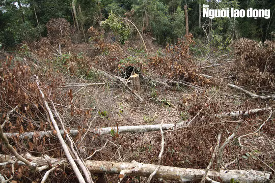 Những cây gỗ có đường kính hơn 80 cm, dài hơn 10 m nằm xếp lớp trên đồi.